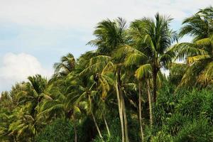 palmeras de coco verde y hermoso cielo con nubes foto