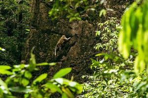 Wild macaque climbing steep rock in tropical forest. photo