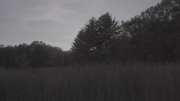 fioritura albero su tramonto. albero nel il primavera parco. primavera giardino, autunno, vento video