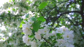 belleza del bosque de otoño. hermoso fondo de bokeh de sol verde natural. follaje de verano fresco borroso de arces en la luz de fondo de la puesta de sol acogedor sol brillante con bengalas y rayos de sol. video