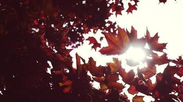 belleza del bosque de otoño. hermoso fondo de bokeh de sol verde natural. follaje de verano fresco borroso de arces en la luz de fondo de la puesta de sol acogedor sol brillante con bengalas y rayos de sol. video