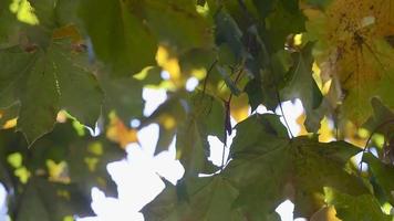 arbre fleuri au coucher du soleil. arbre dans le parc du printemps. jardin de printemps, automne, vent video