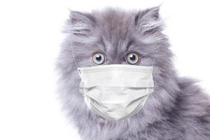 Scared kitten wearing facial mask for protection of viruses photo