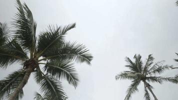 Blick auf Kokospalmen gegen den Himmel in Strandnähe auf der tropischen Insel.
