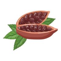 Cutted organic fruit cacao icon cartoon vector. Cocoa bean vector