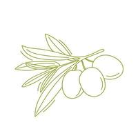 Hand drawn olive branch vector