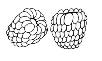 Hand drawn vector raspberry. Doodle raspberries on a white background. Sweet food.