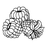 Hand drawn vector raspberry. Doodle raspberries on a white background. Sweet food.