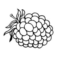 Raspberry vector drawing. Isolated berry branch sketch on white background. Summer fruit engraved style illustration. Detailed hand drawn vegetarian food. Great for label, poster, print