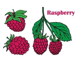 Hand drawn sketch black and white of raspberry, leaf, berry plant. Vector illustration. Elements in graphic style label, card, sticker, menu, package. Engraved style illustration.