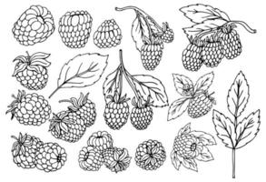 Raspberry vector drawing. Isolated berry branch sketch on white background. Summer fruit engraved style illustration. Detailed hand drawn vegetarian food. Great for label, poster, print