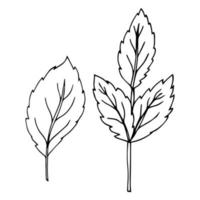 Raspberry leaf isolated. Black sketch raspberry leaves isolate on white. Leaves set white background. Collection. vector