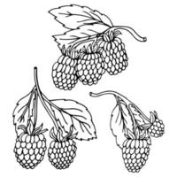 Hand drawn sketch black and white of raspberry, leaf, berry plant. Vector illustration. Elements in graphic style label, card, sticker, menu, package. Engraved style illustration.