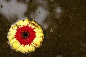 Red and yellow flower in murky water. Horizontal image. photo