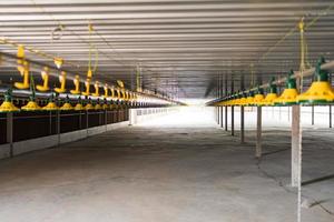 Empty chicken farm building with feeders, Heaters and poultry watering system photo