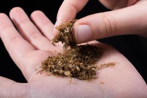 Cut tobacco in hand as smoking concept