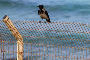 Security fence on the Mediterranean coast. photo