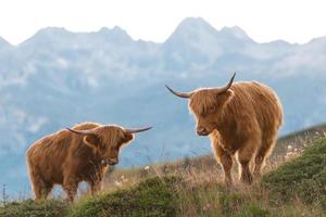 dos montañeses - vaca escocesa en los alpes suizos