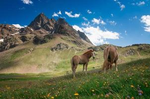 caballos salvajes en las montañas foto