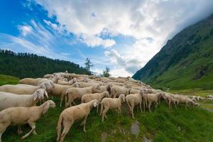Transhumance of sheep in the mountains photo