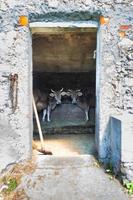 Stable with cows in the Italian Alps photo