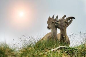 two ibex in the Italian alps photo