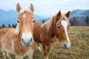 dos caballos en el prado foto