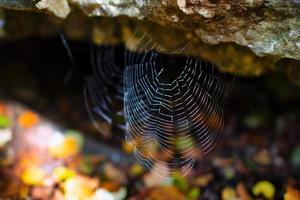 Spider web before a cave in the rock photo
