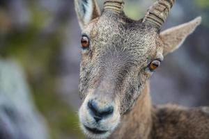 The first floor of an ibex photo