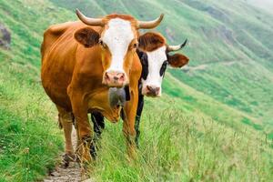 dos vacas en un pasto de montaña foto