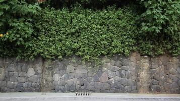 Stone wall looks like a foundation stone and wild vine plant above it good for background. photo