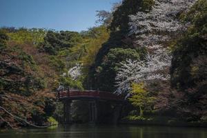 Cherry blossom festival in Japan photo