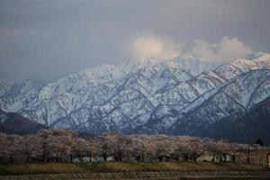 Cherry blossom festival in Asahi, Japan photo