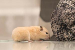 A hamster sits on a table that reflects it. photo