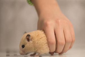 Pet hamster in the hands of a child. photo