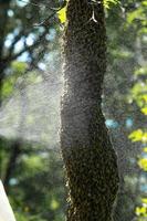 Spraying a swarm of bees with water, honey bees are wet. photo