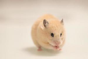 A hamster on a white background greedily stuffs food behind its cheeks. photo