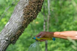 Spraying a swarm of bees with water, honey bees are wet. photo