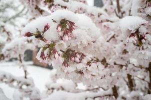 Sakura flowers in the snow, in the springtime. Beautiful white-pink cherry blossoms in bad weather. photo