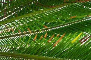 Textured background from beautiful palm leaves. Copy space. photo