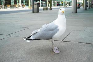 gaviota adulta mira a la cámara con interés, parada en el pavimento de la ciudad. foto