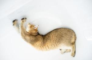 Cute cat lying down in a white bath and stretches lazily. Front paws are blurred in motion. Top view. photo