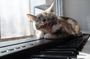el gato divertido yace en el piano con los ojos cerrados y bosteza, como si cantara, bajo los rayos del cálido sol. foto