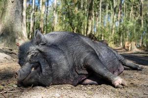 Charming, contented wild boar sleeps on the ground in the warm spring sun, against the backdrop of trees, in a zoo. photo