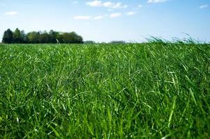 Field with lush green grass, against a blue sky and a tree, on a spring day. photo