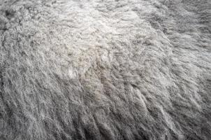 Close-up of soft warm alpaca wool. Valuable llama fur is considered practically waterproof and non-allergenic. Copy space. photo