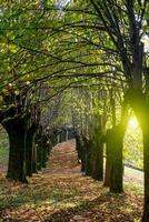 Avenue lined with colorful leaves photo