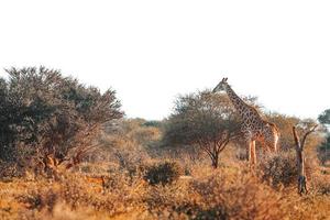 Giraffe at sunset photo