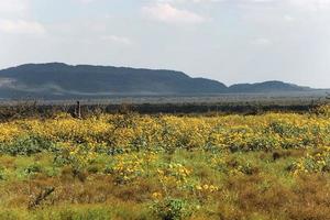 paisaje sudafricano foto