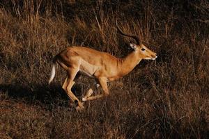 Impala, Sudáfrica foto